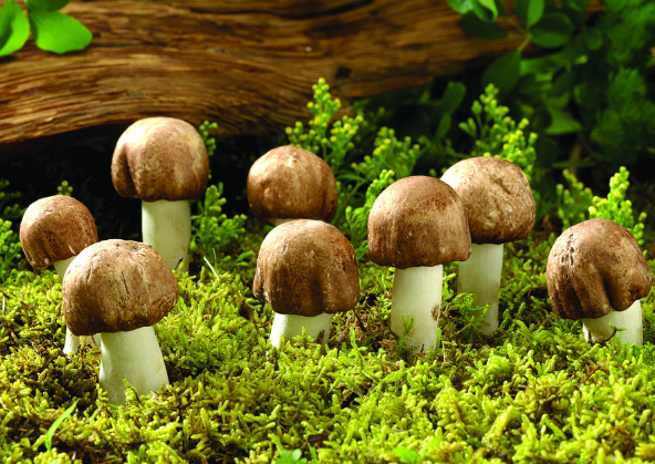 品牌的价值所在