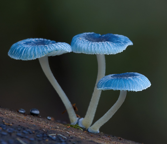 品牌文化的重要性简介