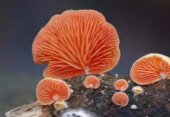校园文化的主流与非主流之分简述！